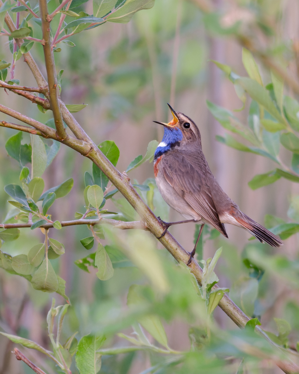 Blauwborst
