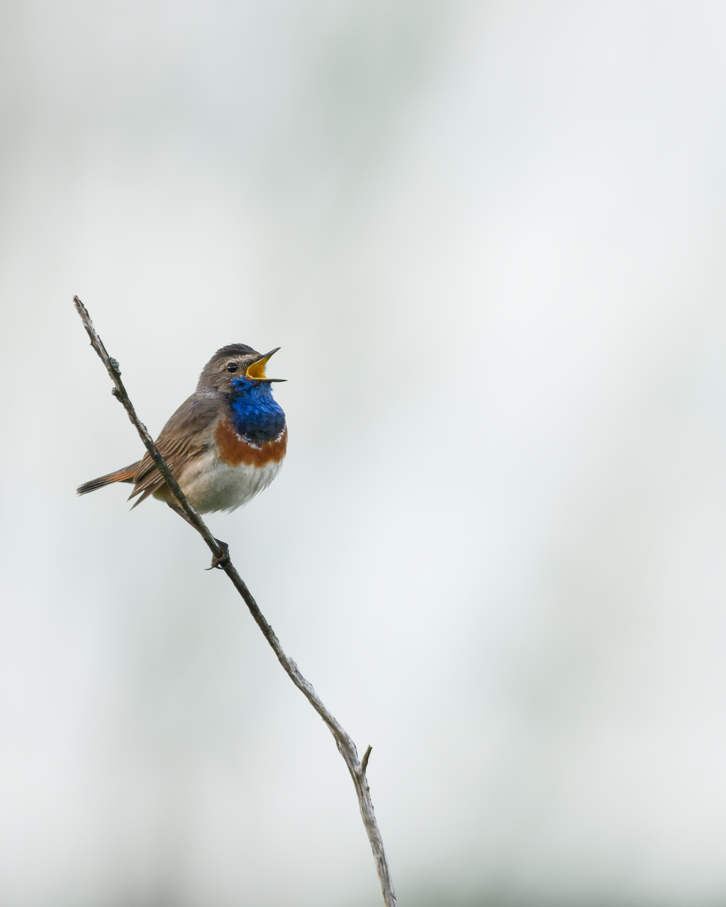 Blauwborst