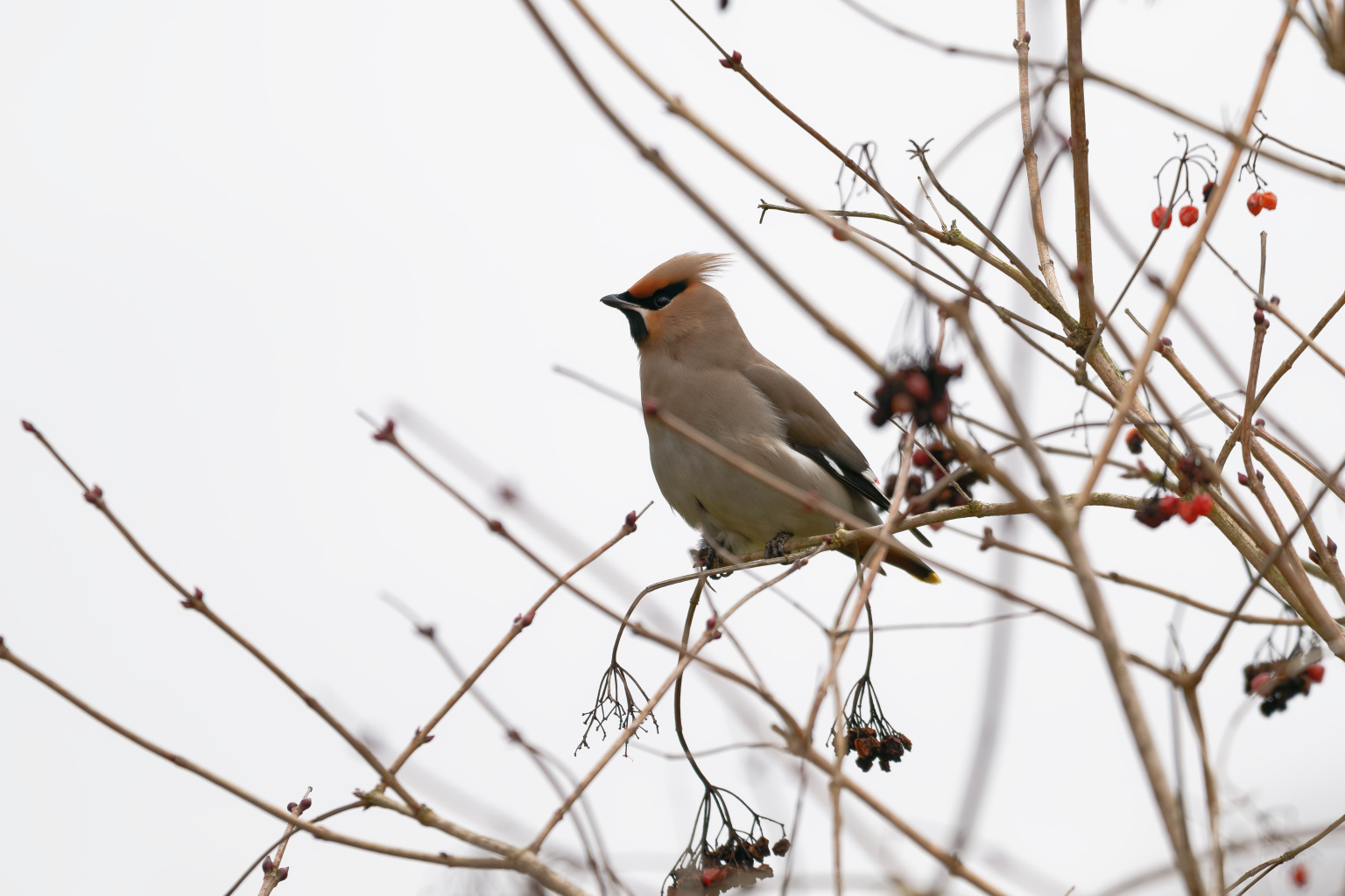 Pestvogel