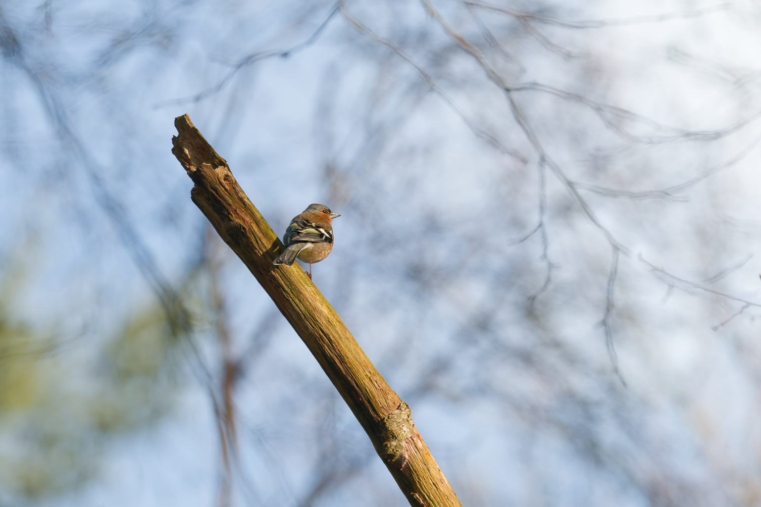 Vink