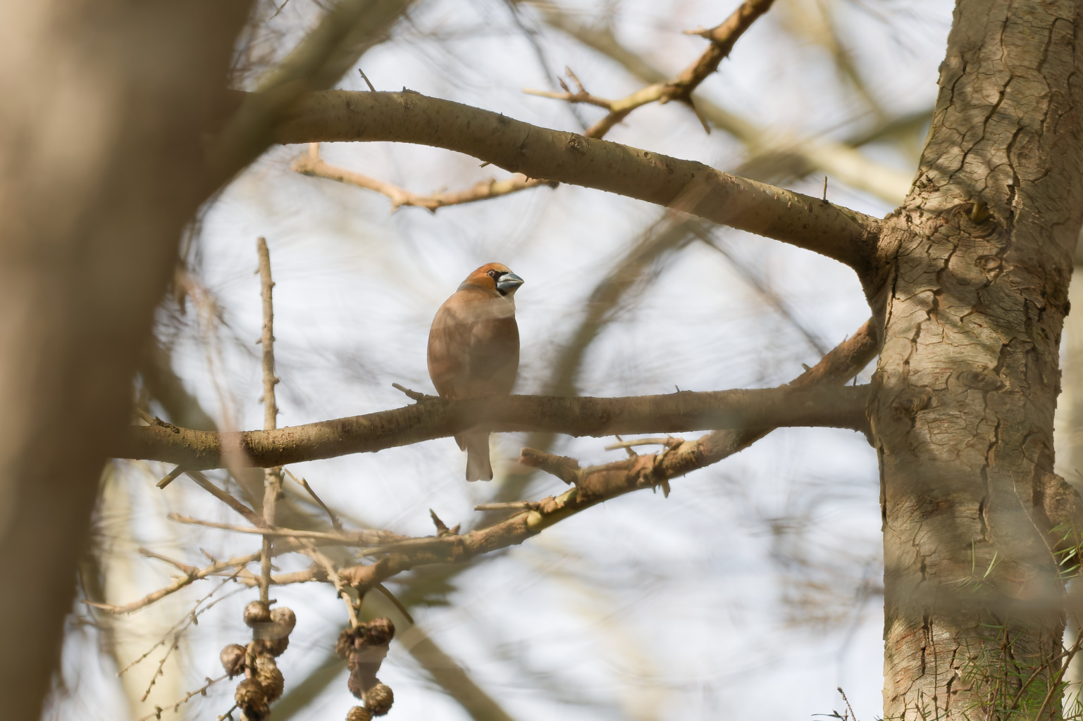 Appelvink