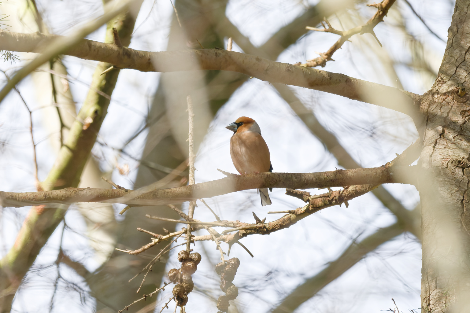 Appelvink