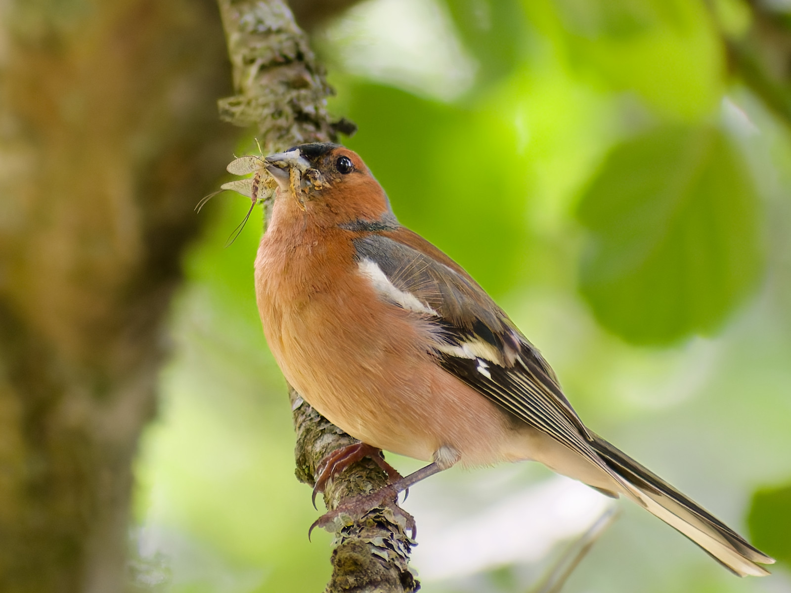 Vink