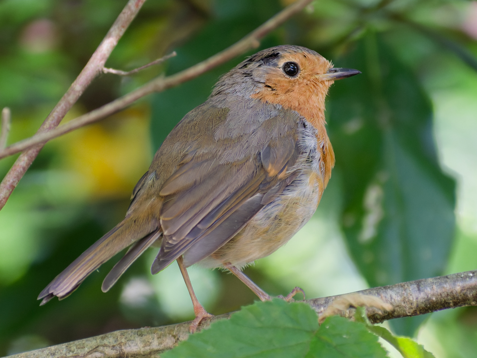 Roodborst