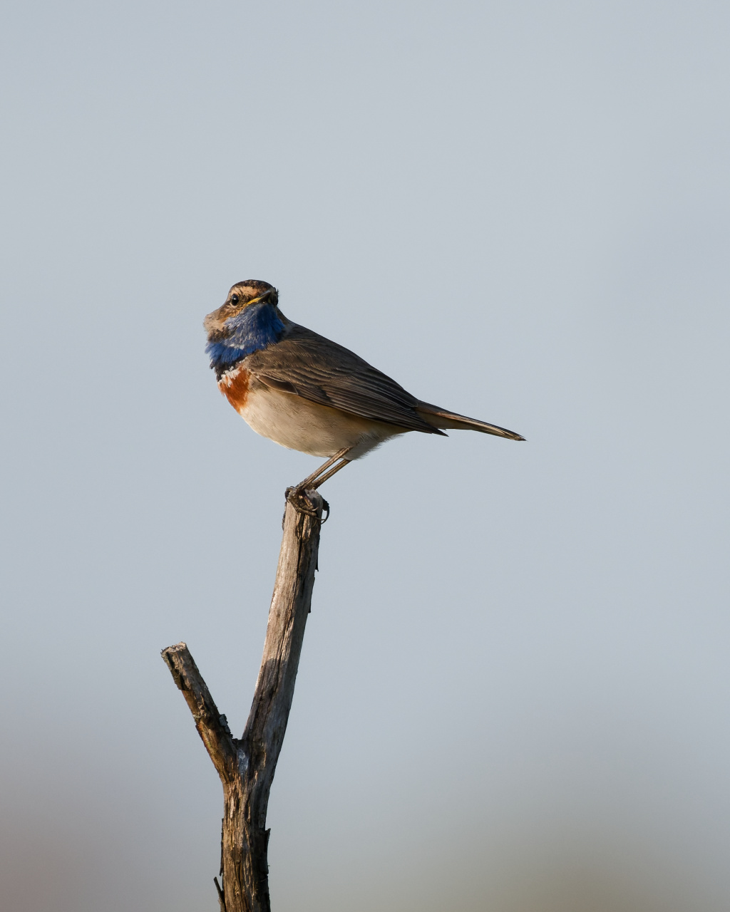Blauwborst