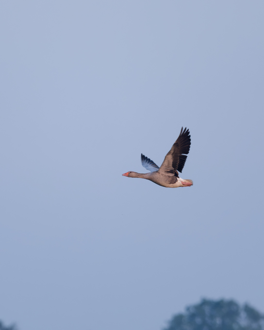 Grauwe gans