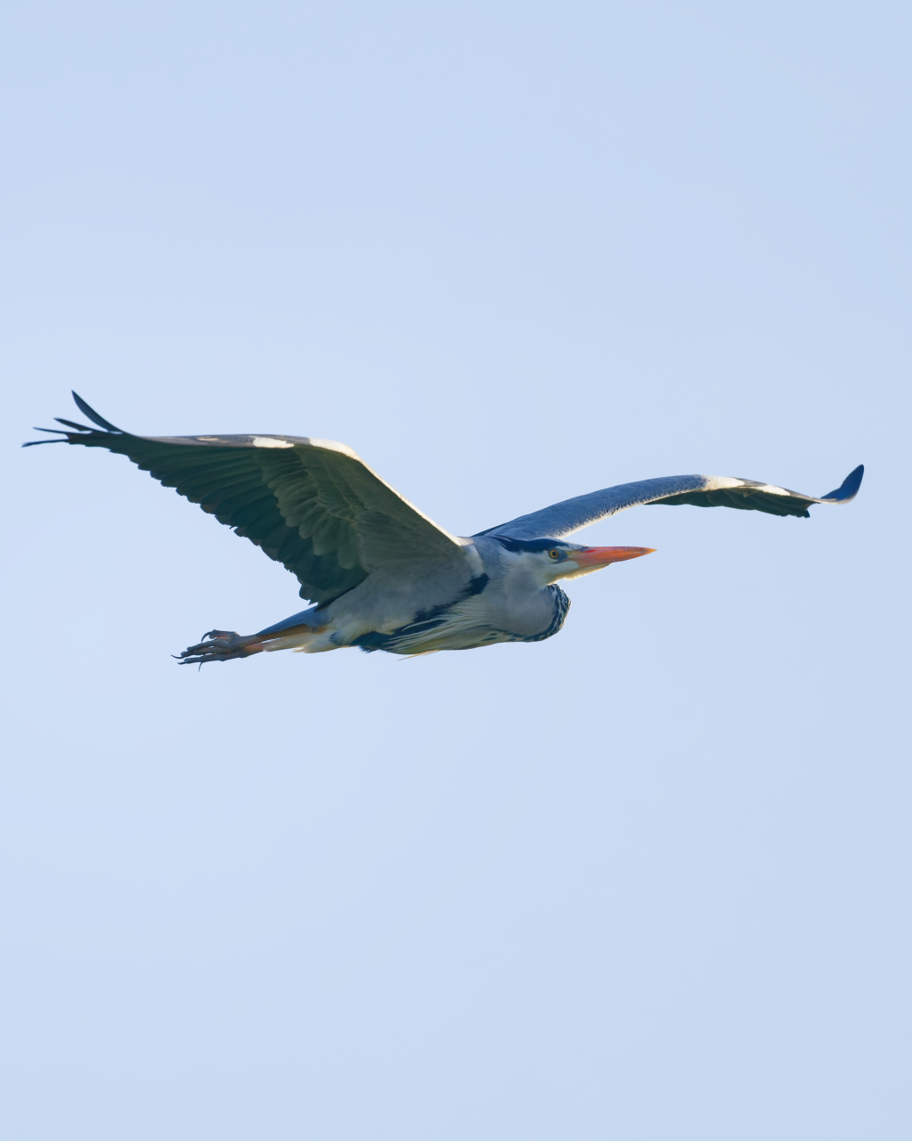 Blauwe reiger