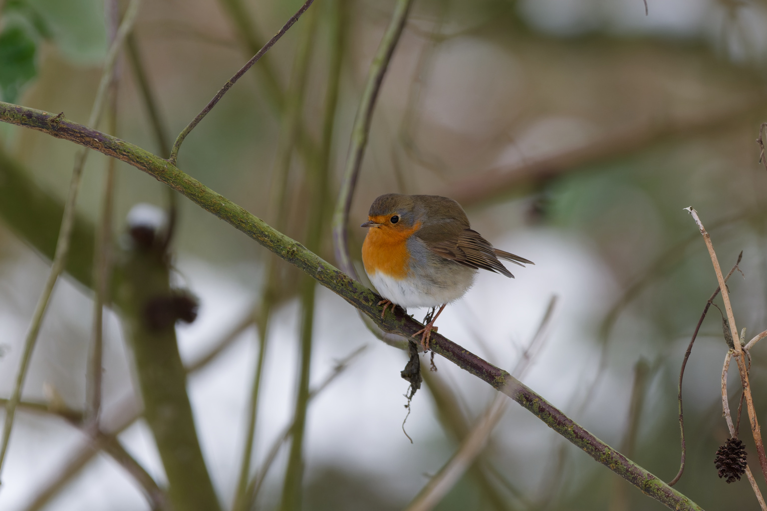Roodborst