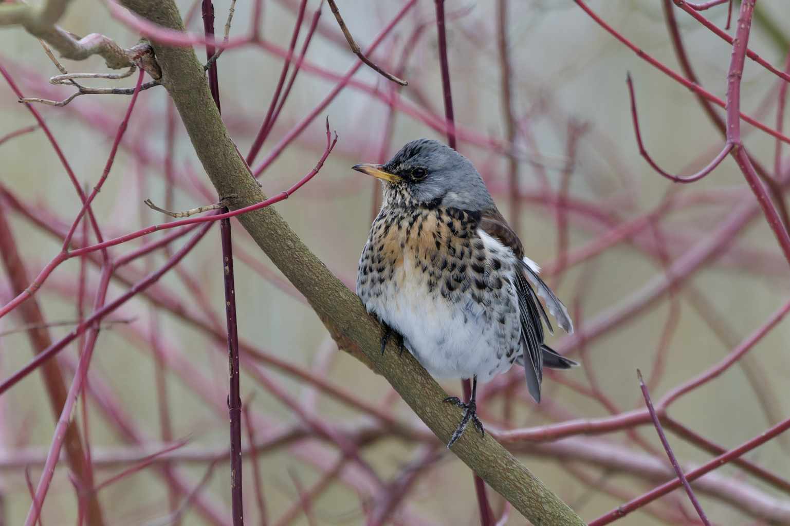 Kramsvogel