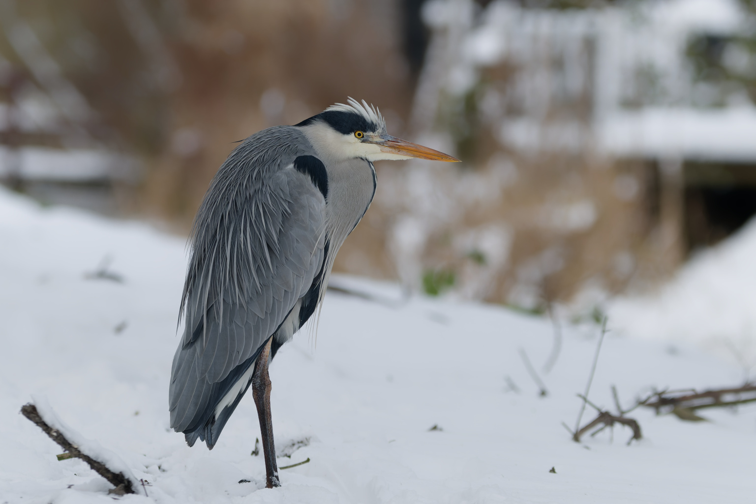 Blauwe reiger