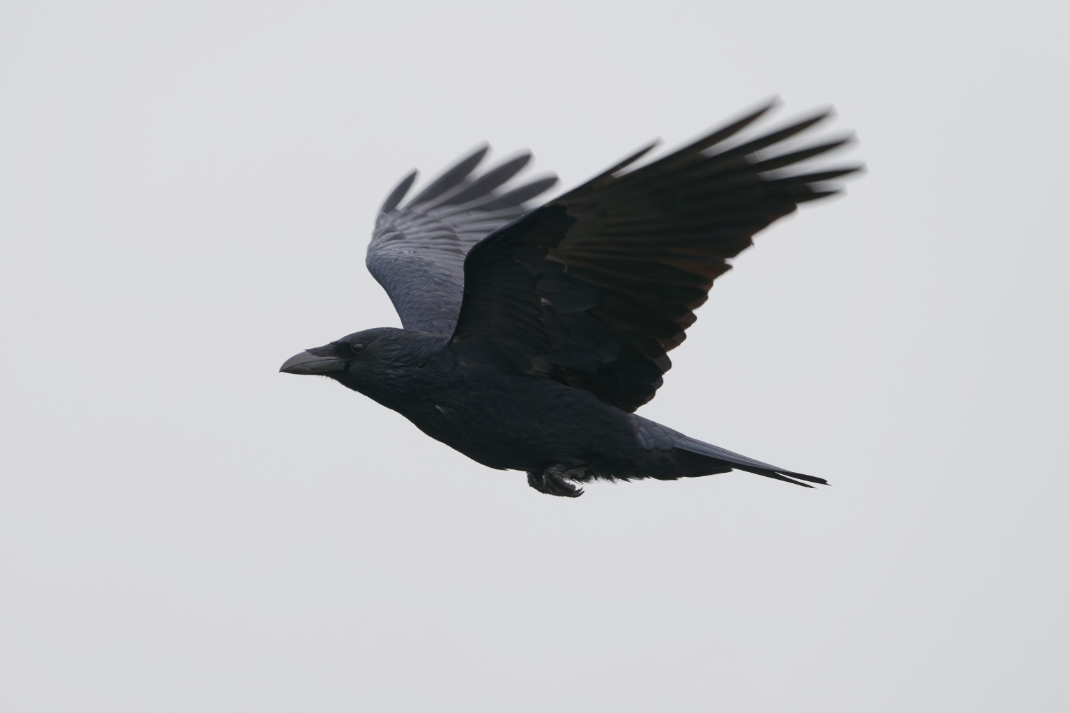 Zwarte kraai