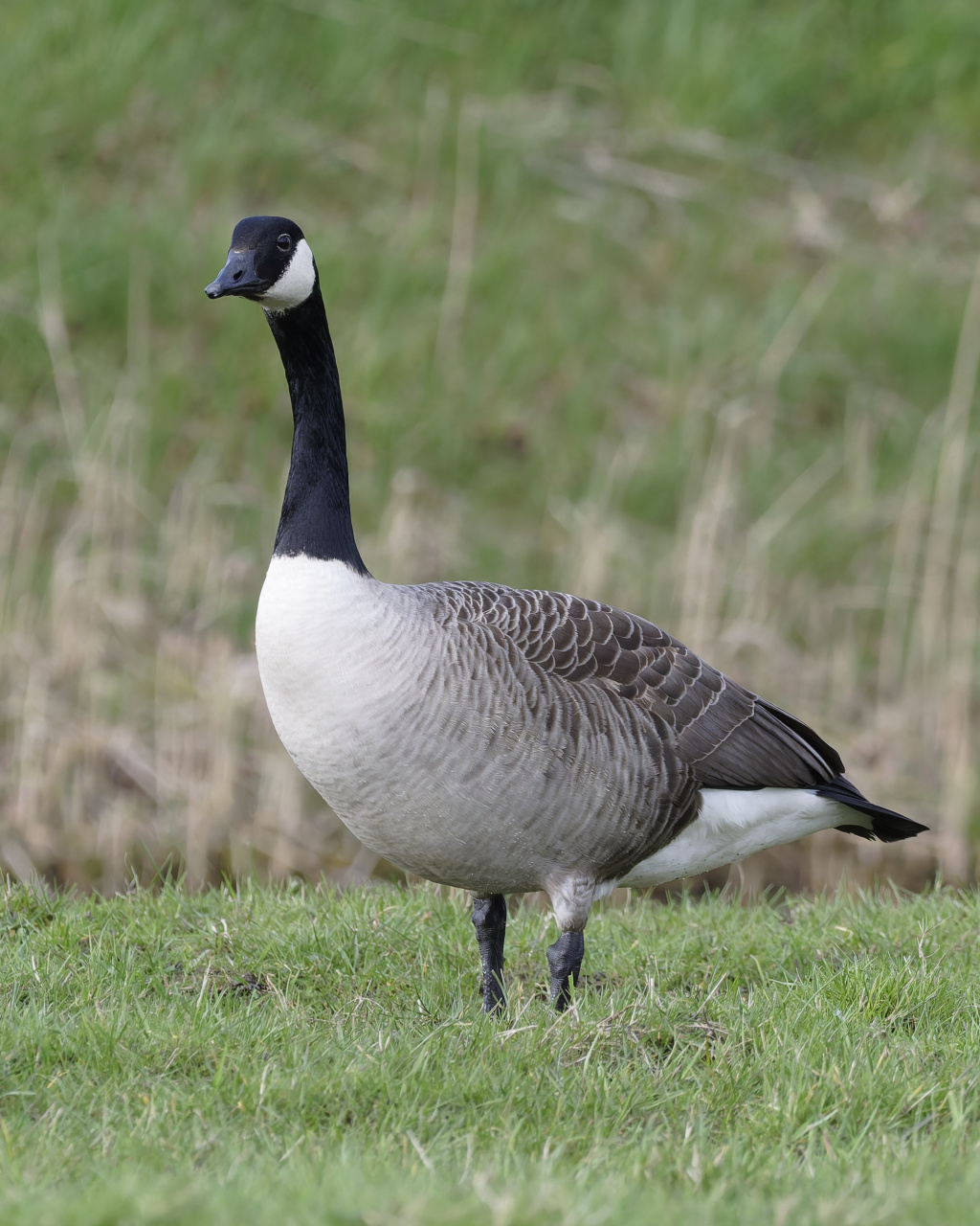 Canadese gans