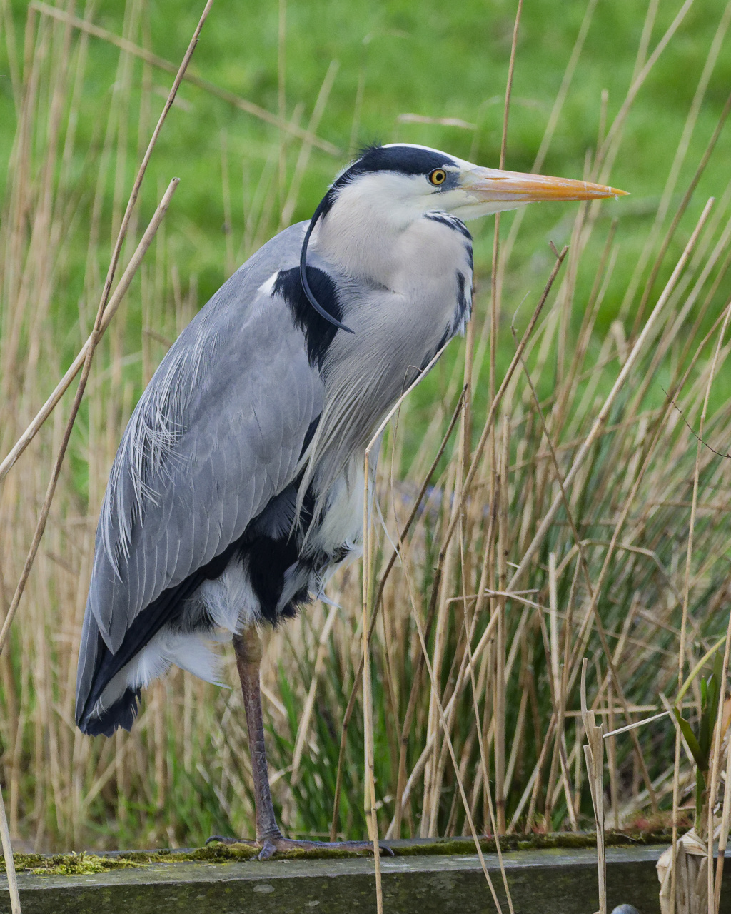 Blauwe reiger