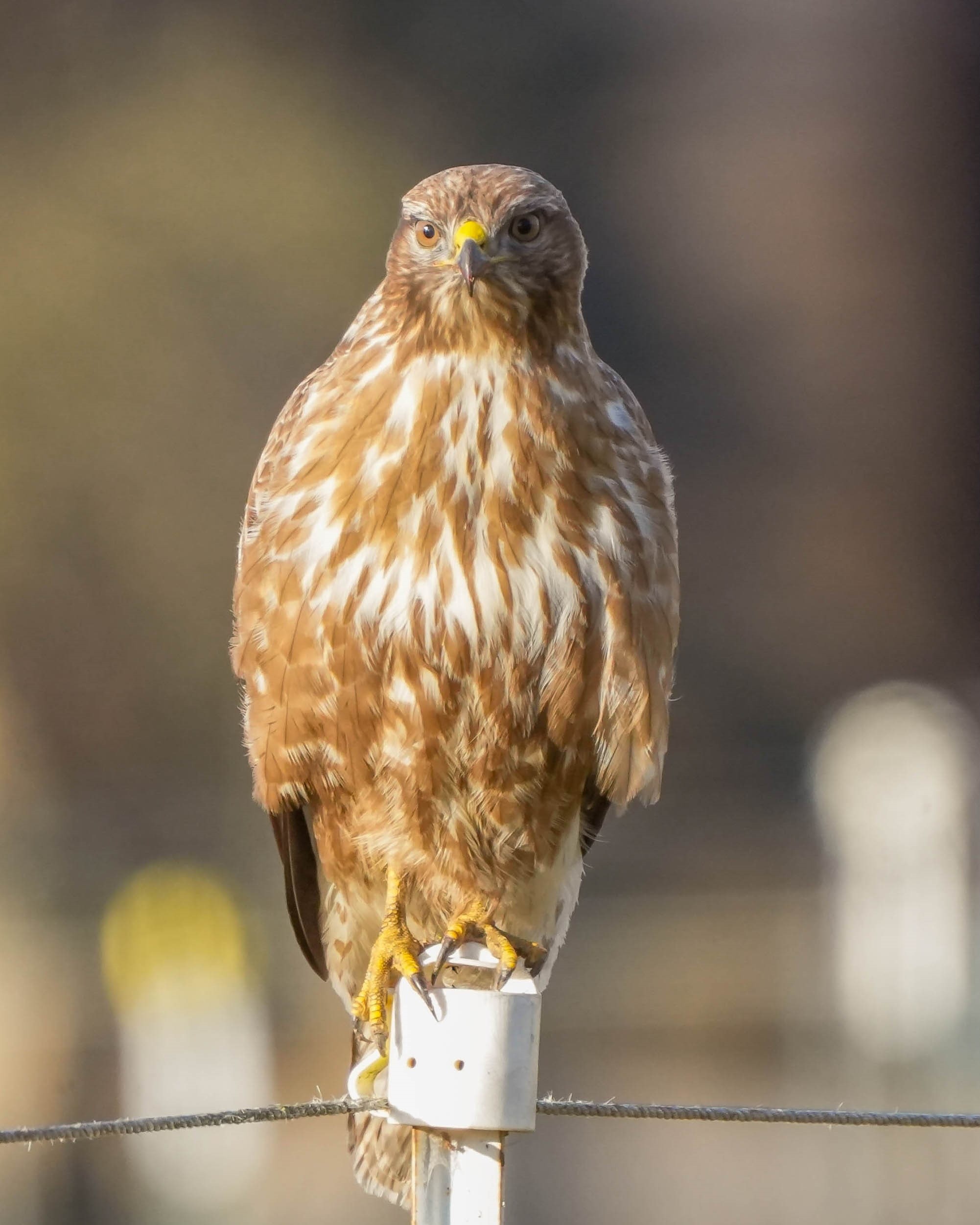 Buizerd