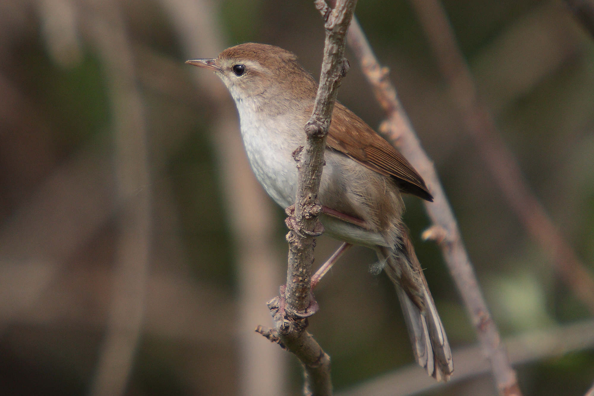 Cetti's zanger