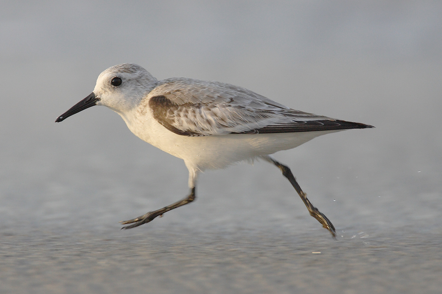 Drieteenstrandloper