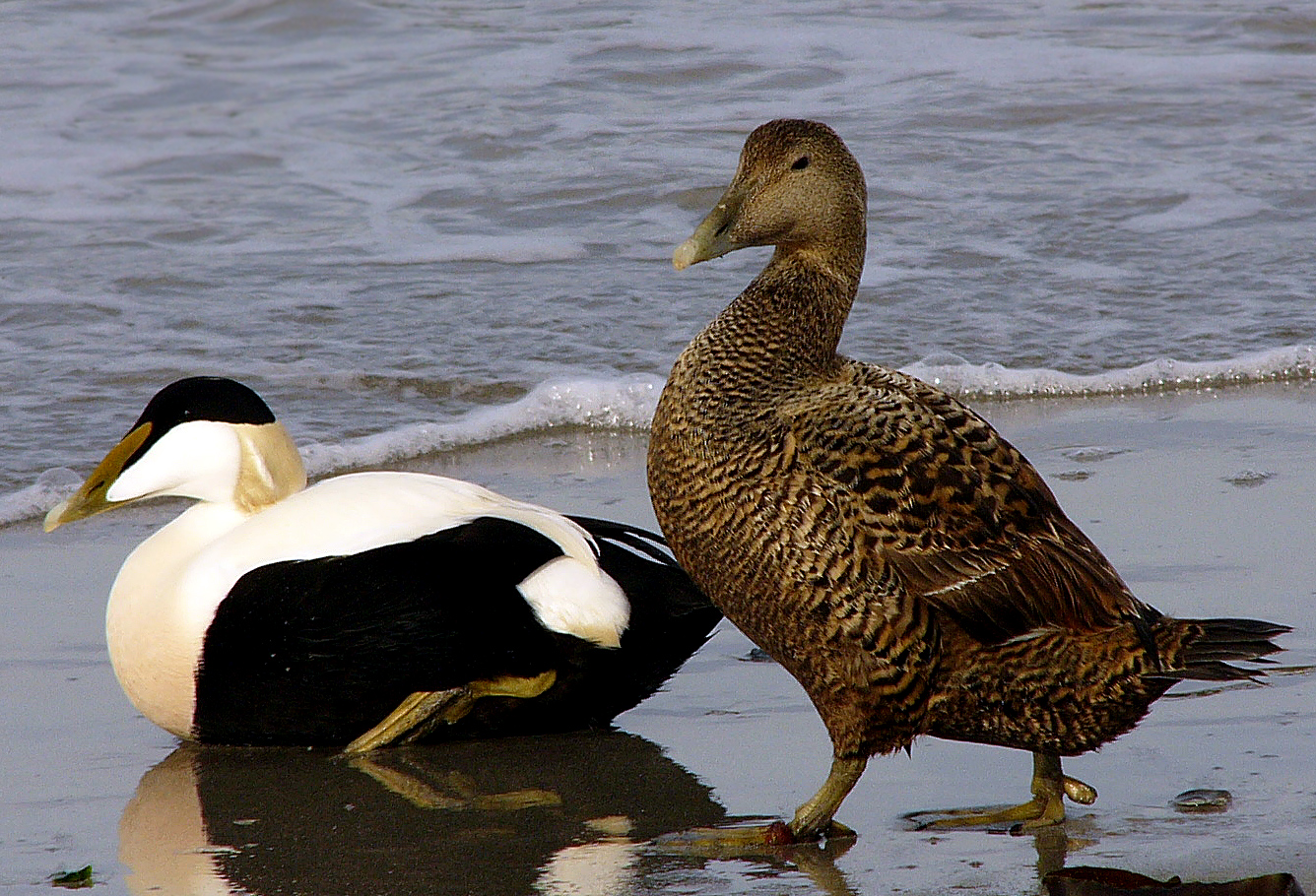 Eider