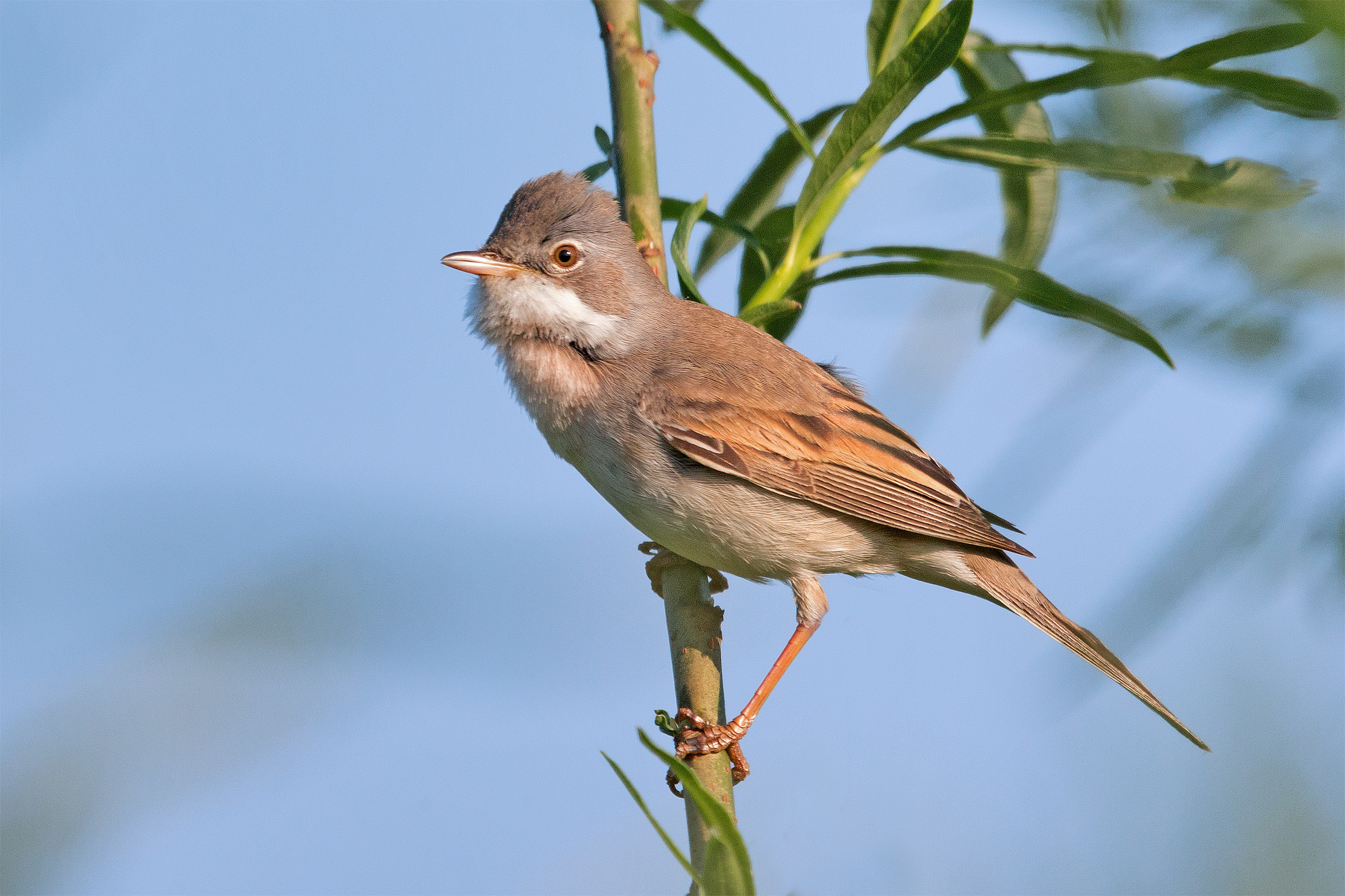Grasmus