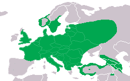 Groene specht