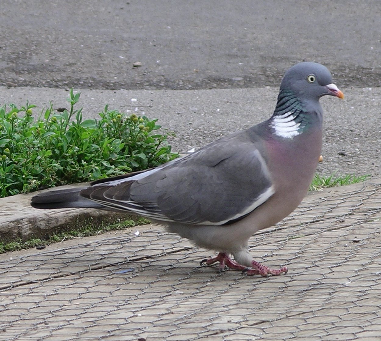 Houtduif