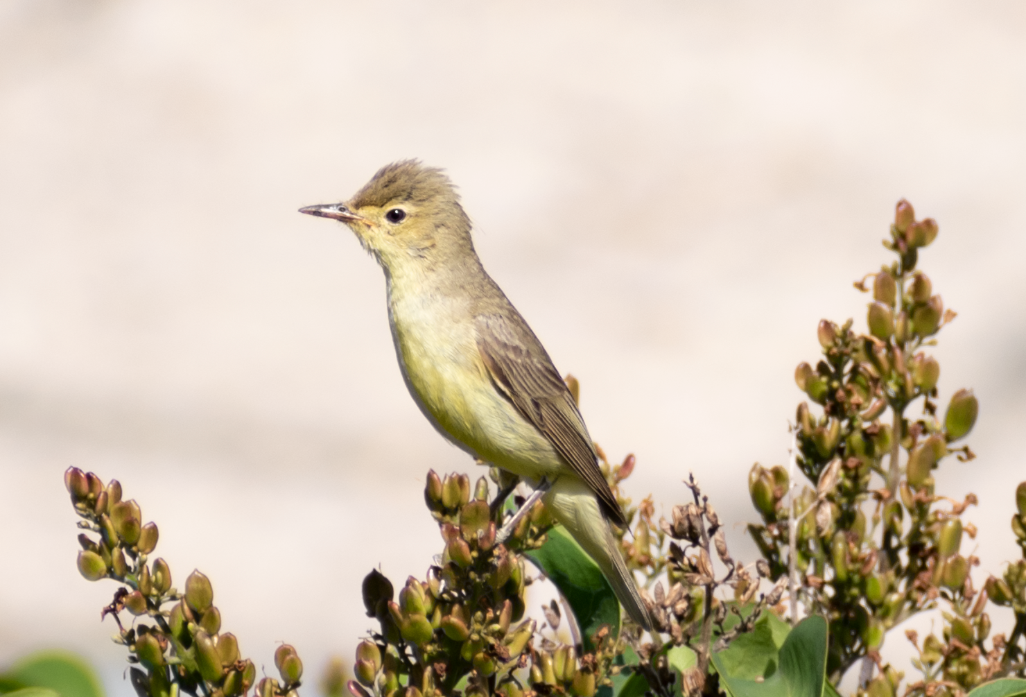 Spotvogel