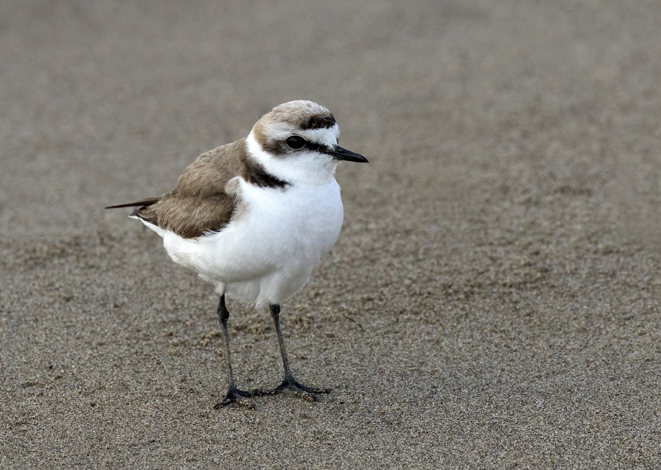 Strandplevier