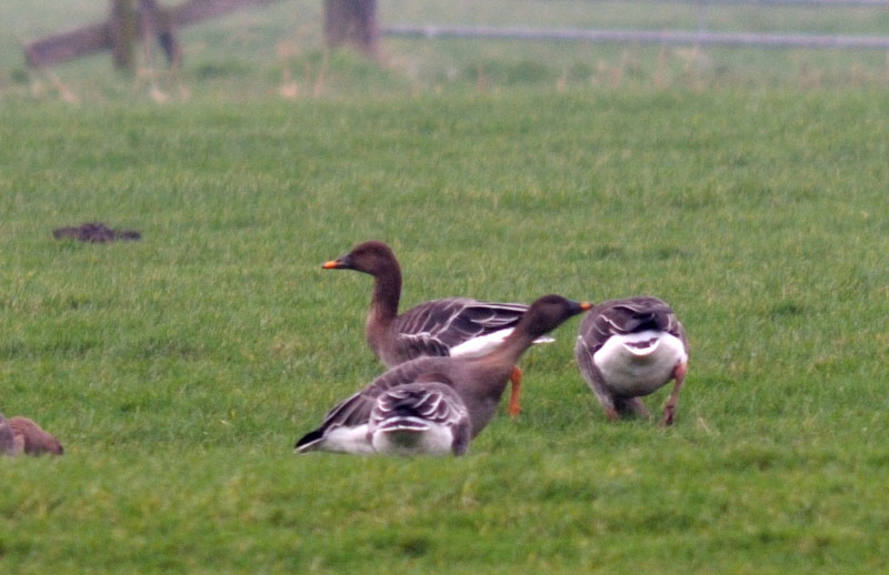 Toendrarietgans