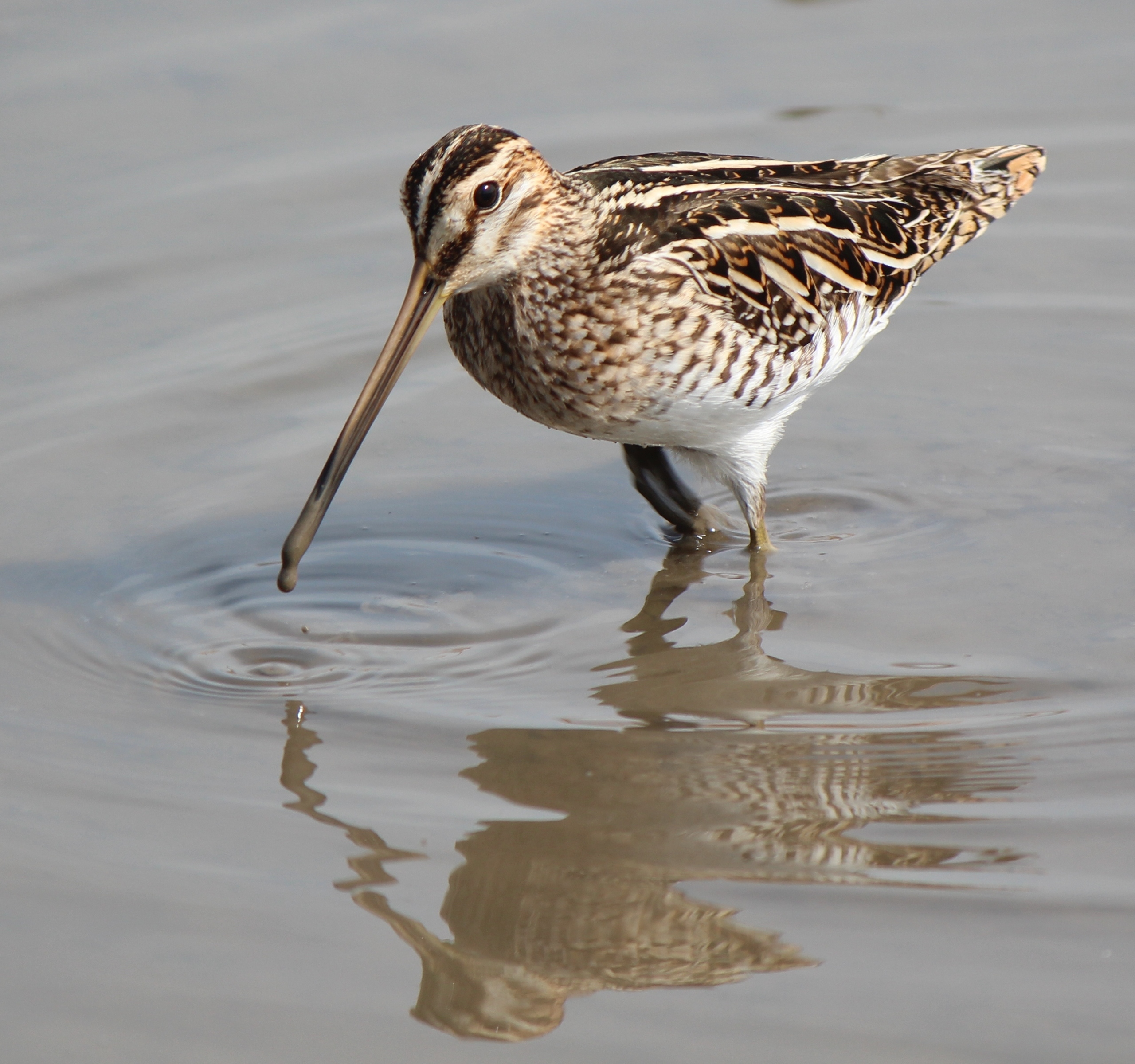 Watersnip