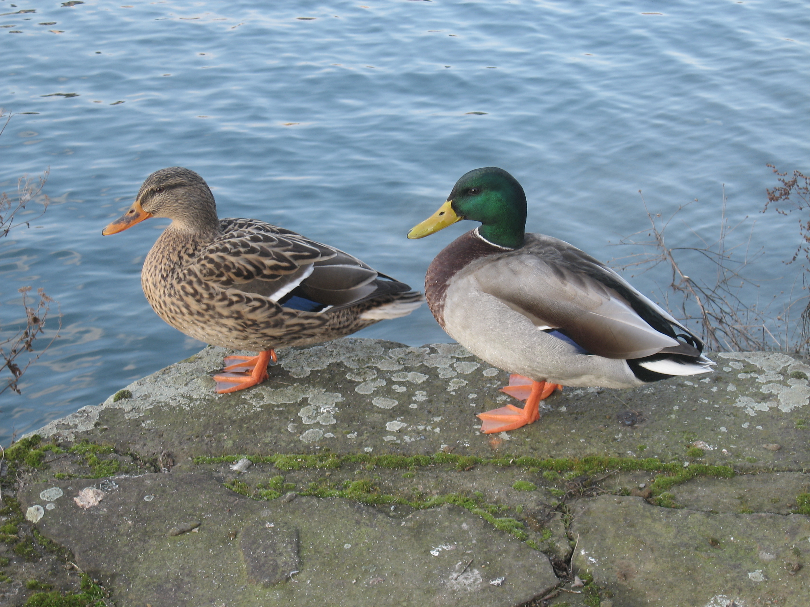 Wilde eend